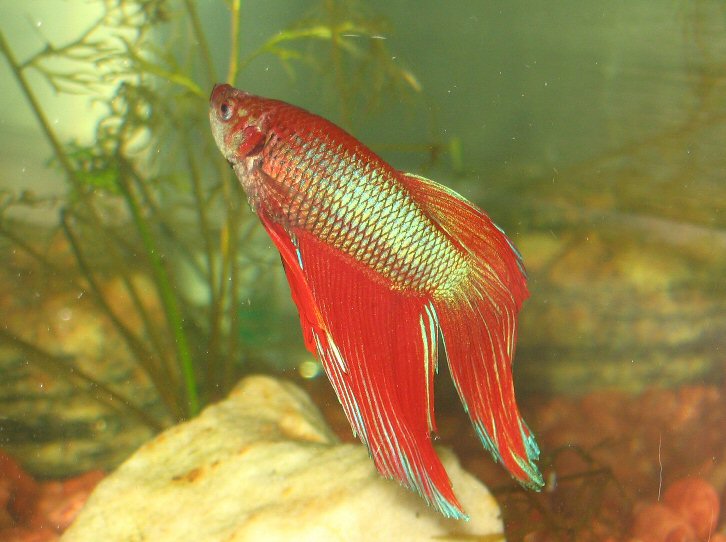 Image:Bennie the Bathroom fish