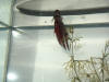 Image:Bennie the Bathroom fish