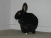 Image:Holly